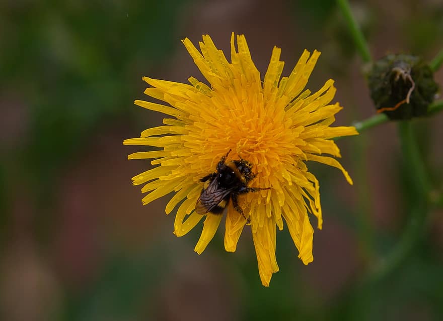 пчела, насекомое, крылья, цветок, завод, бутон, лепестки, Флора, пыльца на пчеле, пчела на цветке