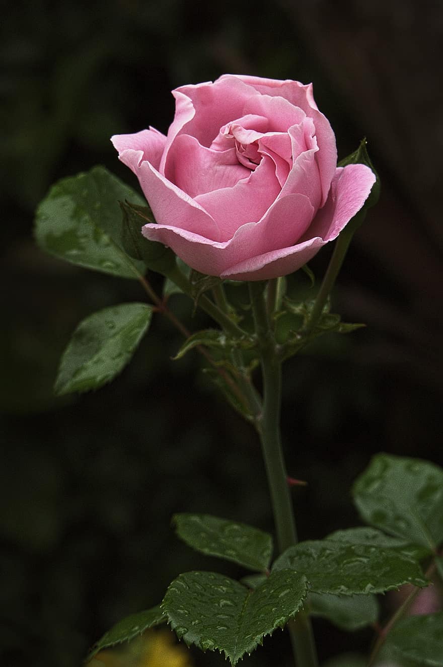 rosa, fiore, goccia di pioggia, rosa Rosa, rosa fiorita, le foglie, fiorire, fioritura, flora, pianta, natura