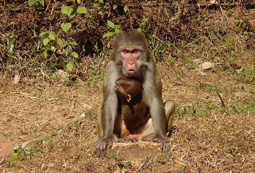 rēzus makaka, macaca mulatta, rēzus mērkaķis, savvaļas dzīvnieki, dzīvnieku, primāts, zīdītāju