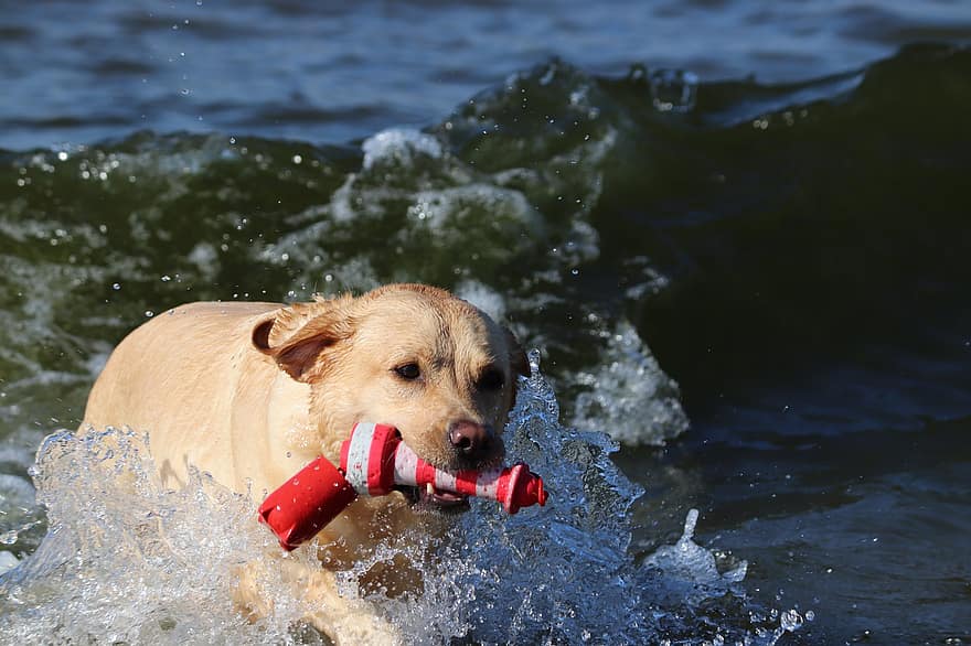 Labrador, strand, lekérés, kutya, játékos kutya, tenger, part, hullámok, tépőfog, házi kedvenc, emlős