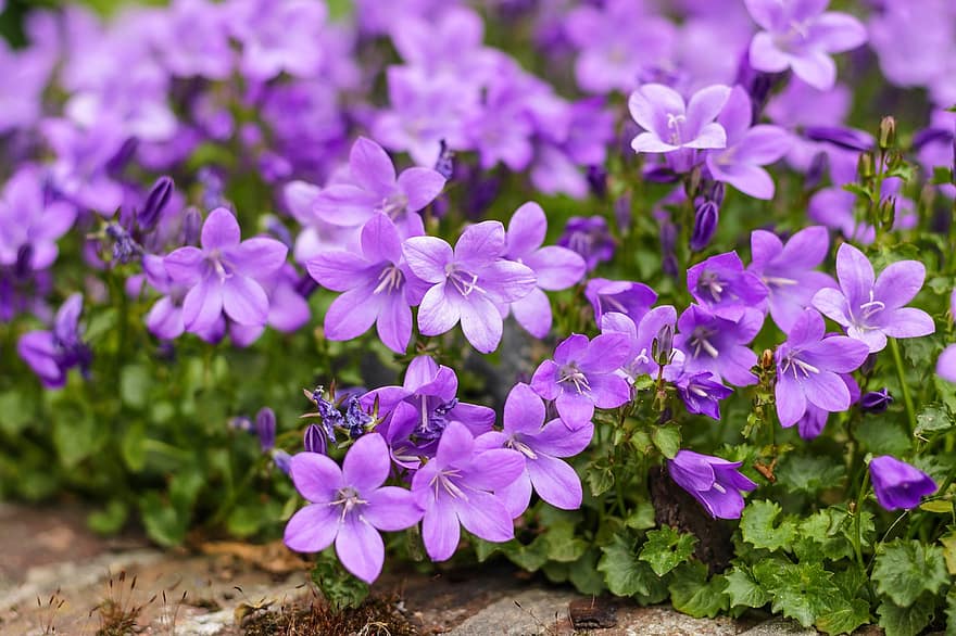 花、ブルーベル、蝶の蘭、フラワーベル、春、山菜、春の青い花f、自然、紫の、春の目覚め、工場