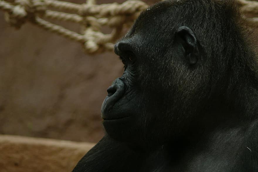 gorilla, dier, dieren in het wild, primaat, aap, zoogdier