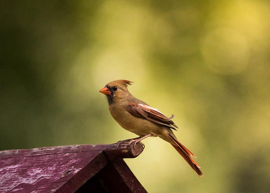 kardinal utara, burung merah, burung, paruh, tagihan, bulu, bulu burung, hewan