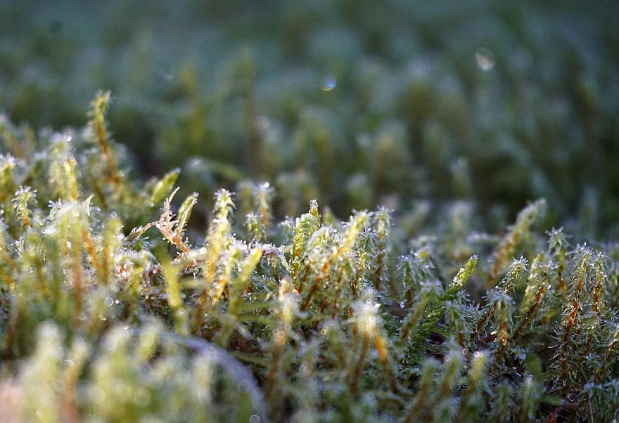 Moos, Frost, Wald, Winter, Eis, gefroren, kalt, Vegetation, Waldboden, Wildnis, Natur