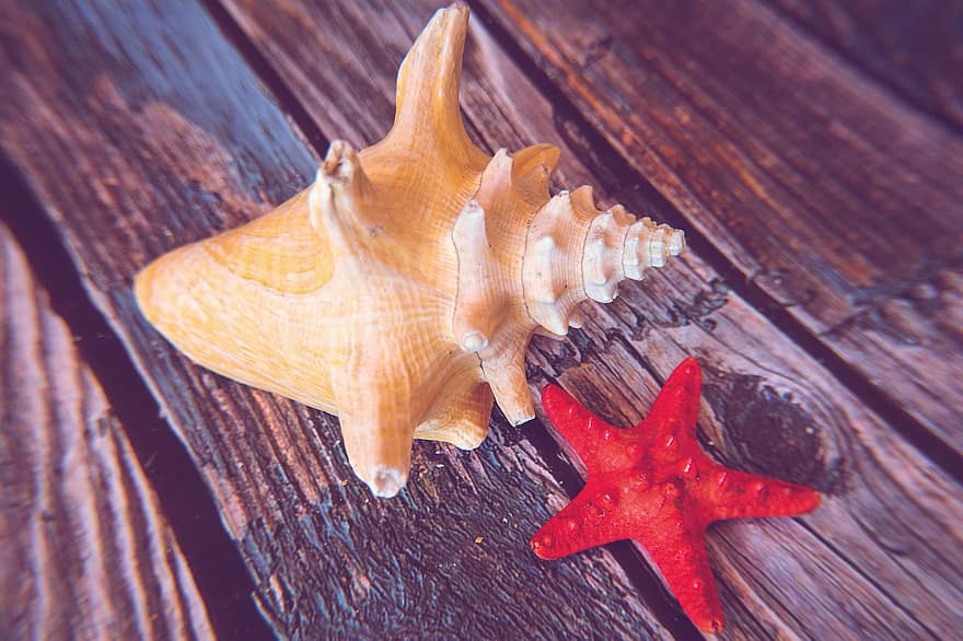 Shell, Starfish, Seashell, Sea, Nature, Coast, Summer, Beach, Mussels, Seaside, Water