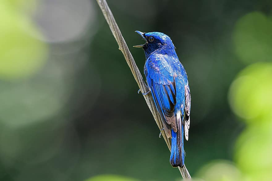 pájaro, Papamoscas azul y blanco, ornitología, bosque, carrera, fauna, animal, animales salvajes, pico, pluma, azul