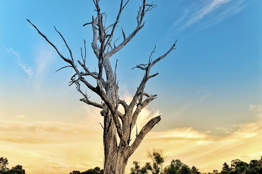 ağaç, gün batımı, gökyüzü, Avustralya, doğa