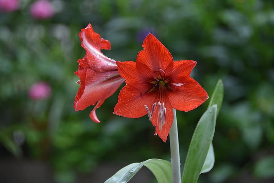Lilia doliny, rozkwiecony, czerwony, ładny, kwiat