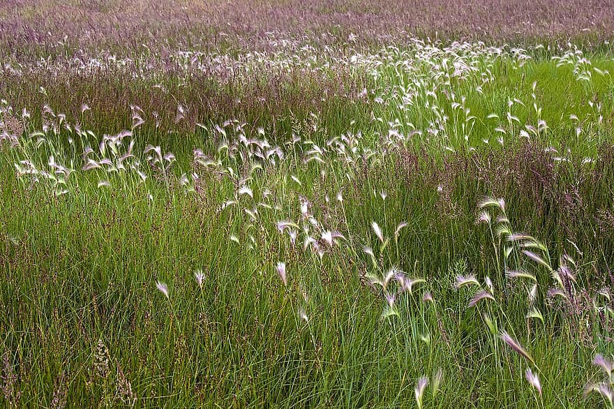 Salt Marsh Grass, Foliage, Marine, grass, meadow, plant, flower, summer, rural scene, green color, landscape