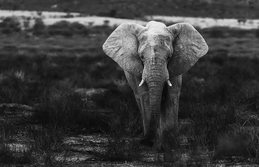 l'éléphant, safari, monochrome, animal, mammifère, faune, tronc, défenses, région sauvage, la nature, Namibie