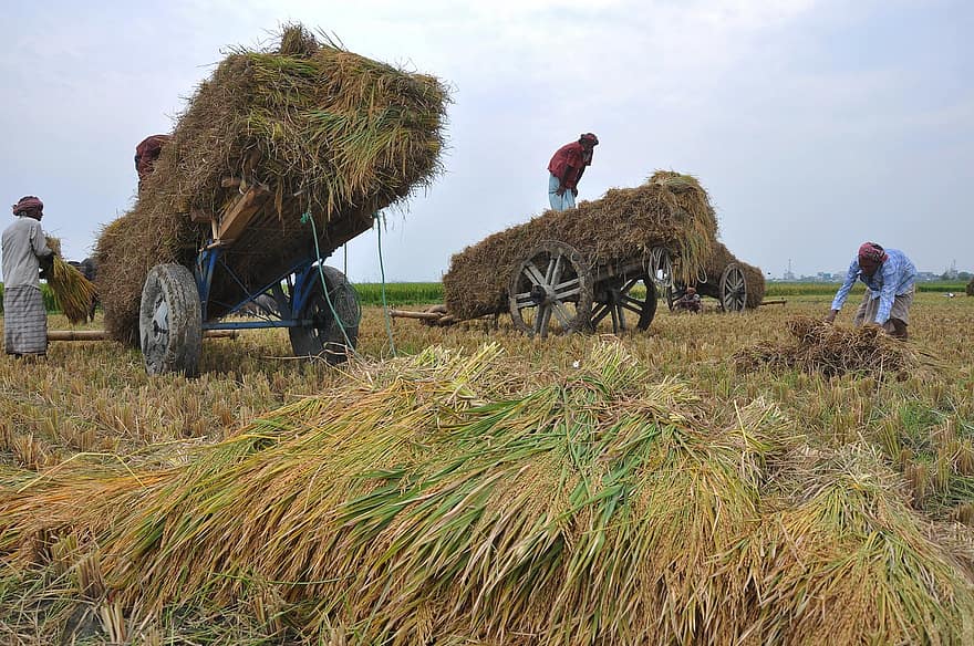 rizière, récolte, Les agriculteurs, surgir, empiler, riz, ferme, Hommes, travailleurs, fermiers, terres cultivées