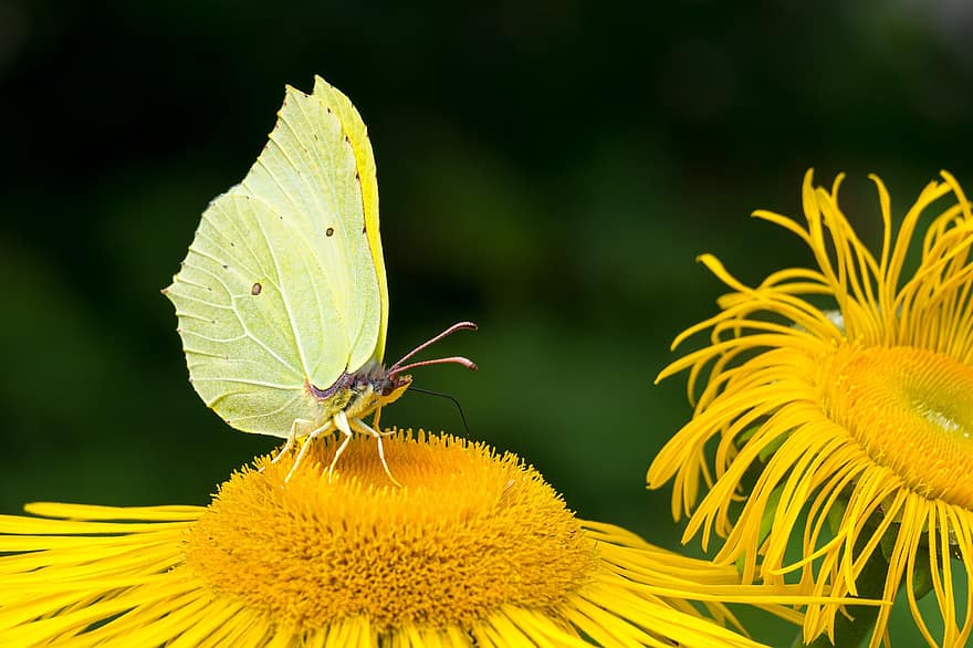 곤충, 나비, 수분, 곤충학, 날개, 매크로, 일반적인 유황, 꽃, 닫다, 노랑, 여름