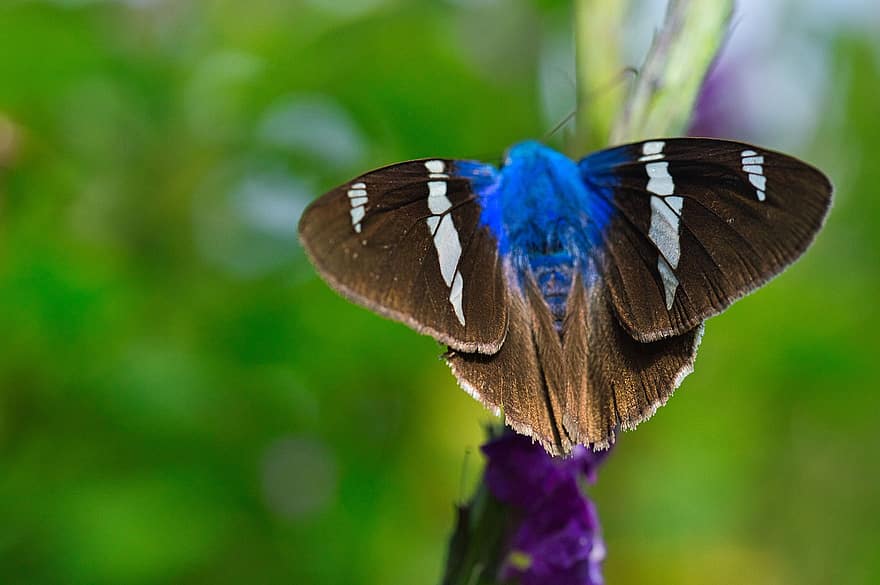 Zweistrahliger Blinker Schmetterling, Schmetterling, Blume, Eisenkraut, Insekt, Flügel, lila Blume, Pflanze, Natur