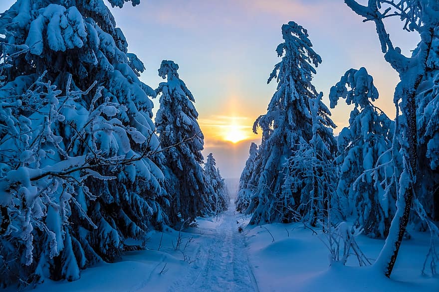 erdő, nyom, hó, napnyugta, napfény, szürkület, pálya, fák, fagy, fagyott, téli