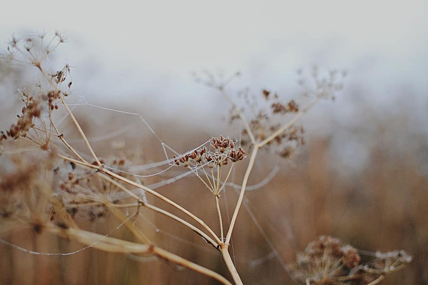 natur, edderkoppespind, web, tåge