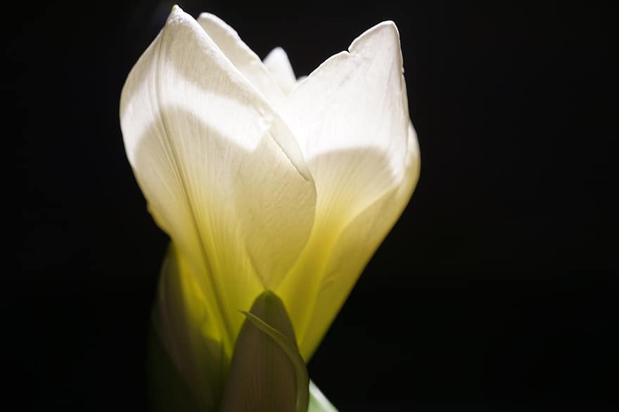 Amaryllis, Blume, weiße Blume, Blütenblätter, weiße Blütenblätter, blühen, Flora, Pflanze, Natur, schwarzer Hintergrund