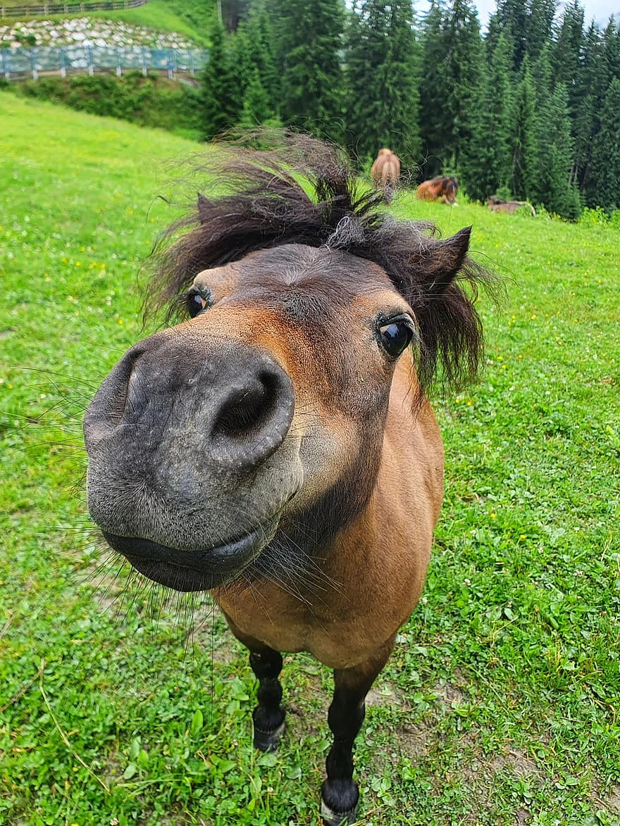 caballo, poni, nariz, curioso, animal, Caballo marrón, pasto, gracioso, naturaleza, de cerca