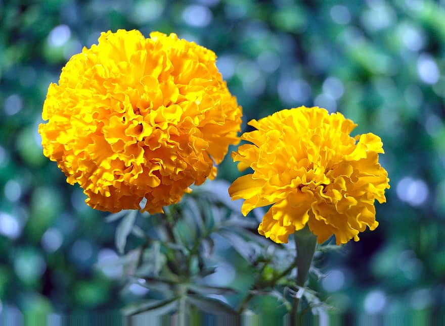 Marigolds, Flowers, Yellow Flowers, Petals, Yellow Petals, Bloom, Blossom, Flora, Plant
