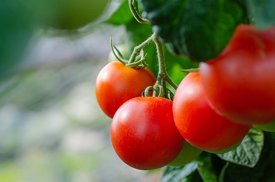 tomates, fresco, arbusto, legumes, saudável