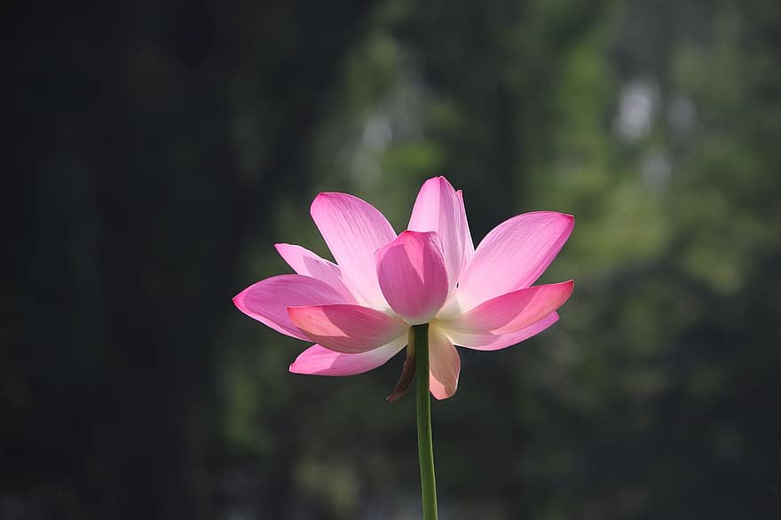 Lotus, Flower, Plant, Water Lily, Pink Flower, Pink Petals, Aquatic Plant, Flora, Bloom, Blossom, Pond