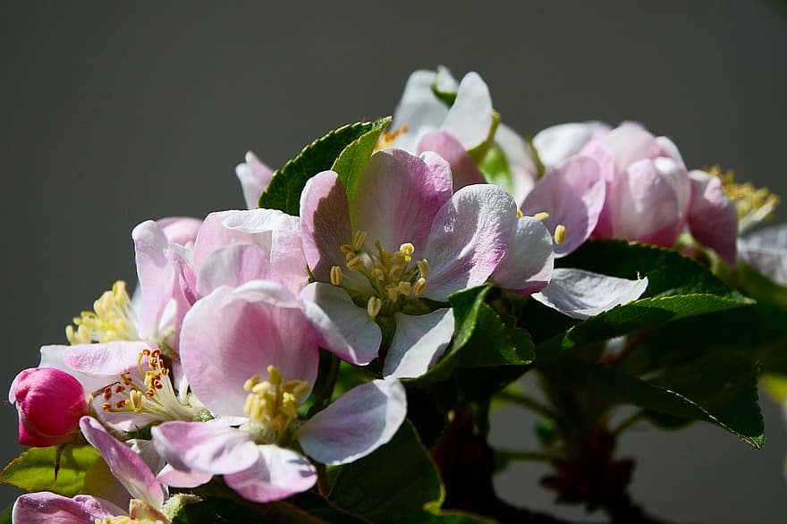 flor de poma, flors, primavera, flors de color rosa, flors de poma, florir, flor, branca, arbre, naturalesa