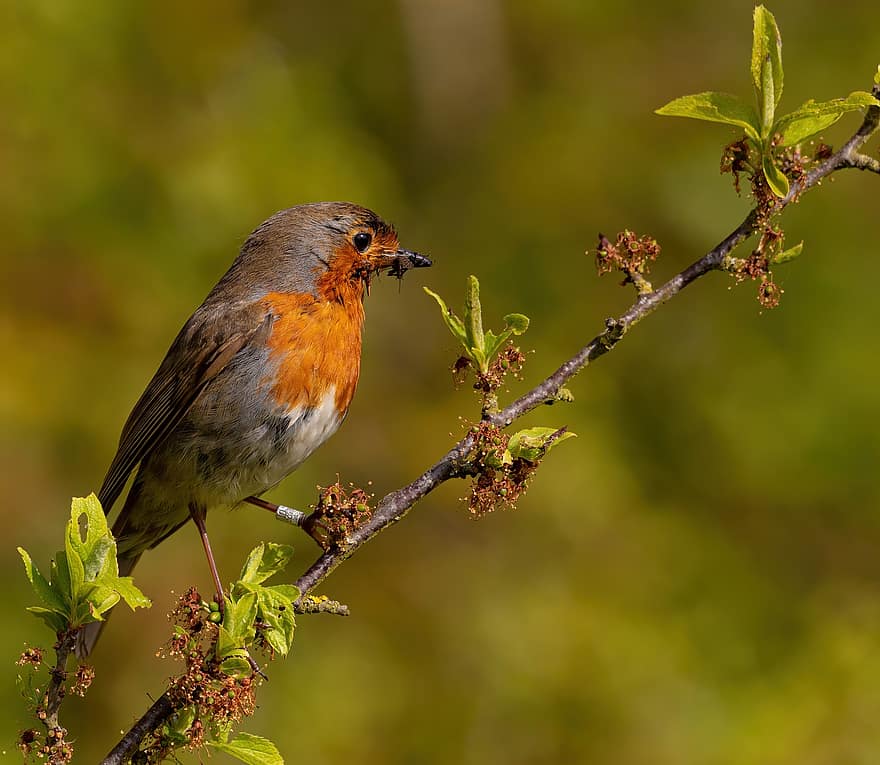 robin, burung, cabang, bertengger, mencari makan, menangkap, hewan, robin redbreast, margasatwa, burung penyanyi, bulu