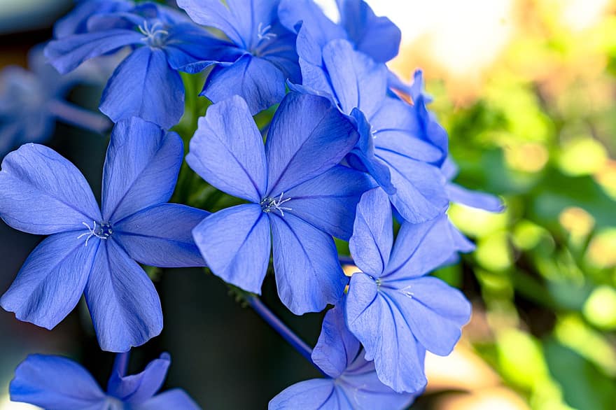 blommor, blåa blommor, blomma, flora, blomsterodling, hortikultur, botanik, natur, växter