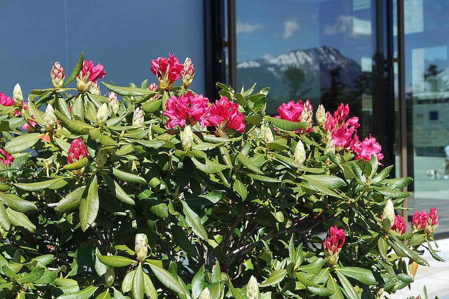 bloemen, rododendron, tuin-, struik, hotel, toevlucht, natuur, Zwitserland, centraal Zwitserland