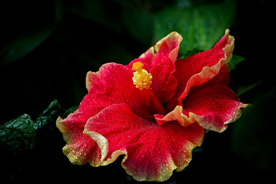 hibiscus, blomst, anlegg, rød hibiskus, petals, flora, natur