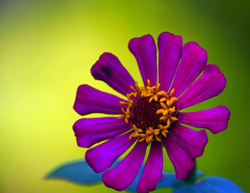 цинія, квітка, пурпурна квітка, пелюстки, фіолетові пелюстки, цвітіння, флора, Рослина, природи