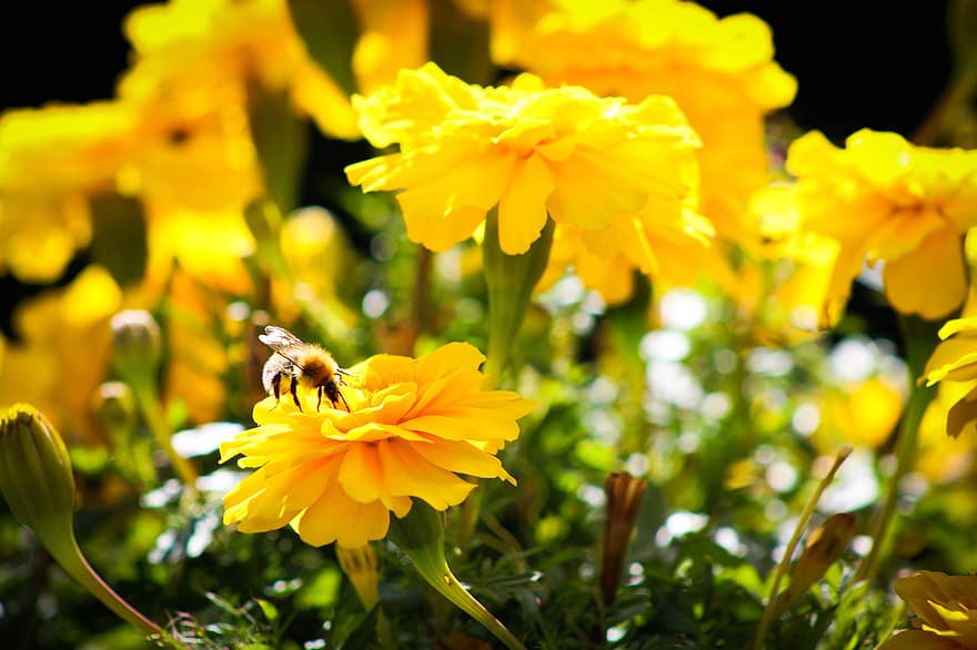 včela, žluté květy, zahrada, opylit, opylování, květiny, květ, žluté okvětní lístky, hymenoptera, hmyz, okřídlený hmyz