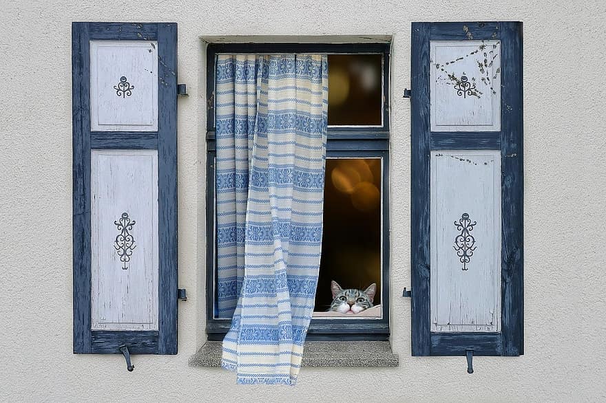 ikkuna, kissa, seinä, eläin, makaava, rento, katso, ikkunalaudalla, kotikissa, puu, lemmikit