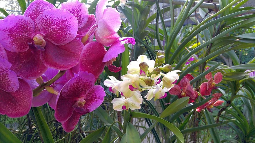 orkide, anlegg, orkidé blomst, blomst, natur, blomstre, nærbilde, avslapning, flora, lilla, fiolett