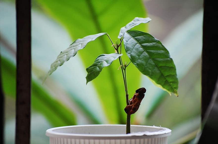 Cacao, Tree, Cocoa, Seedling, Young, Container, Stem, Leaves, Seed, Green, White