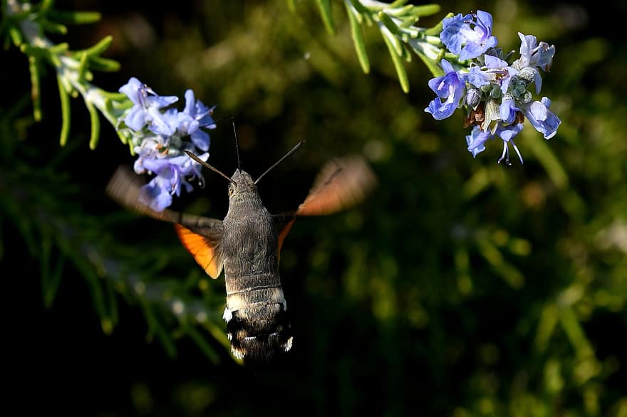 hummingbird hawk moth, koi, hyönteinen, lentäminen, kukka, kukinta, kasvi, macroglossum stellatarum