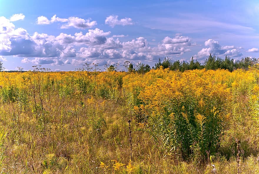 цветы, природа, поле, небо, облака, на открытом воздухе, желтый, летом, сельская сцена, луг, трава