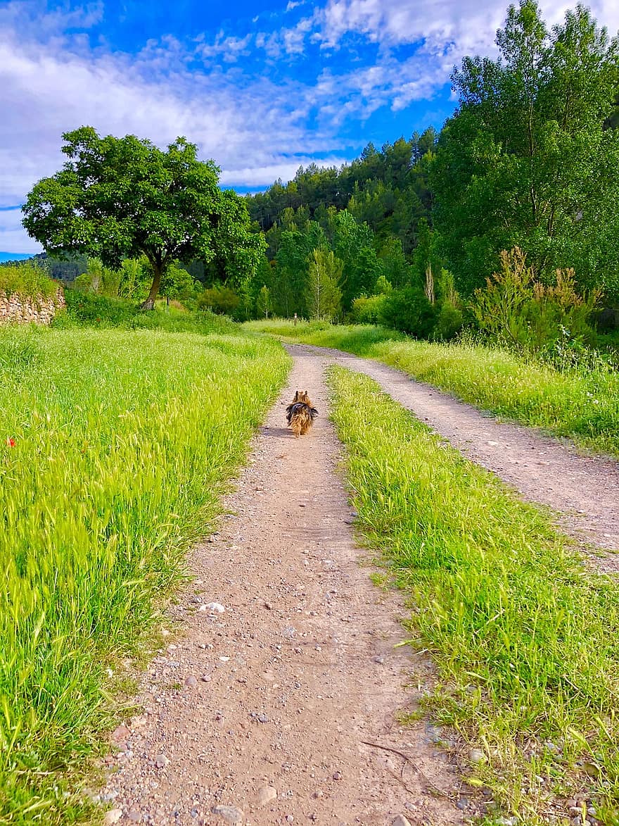 pad, hond, natuur, landelijk