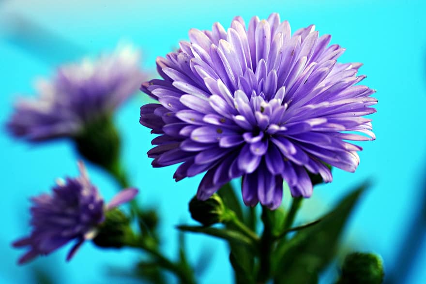 Asters, Flowers, Purple Flowers, Flora, Nature, close-up, flower, purple, plant, summer, petal