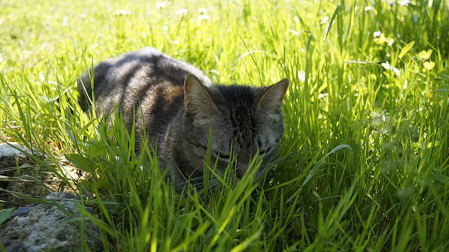 кішка, трави, котячих, природи