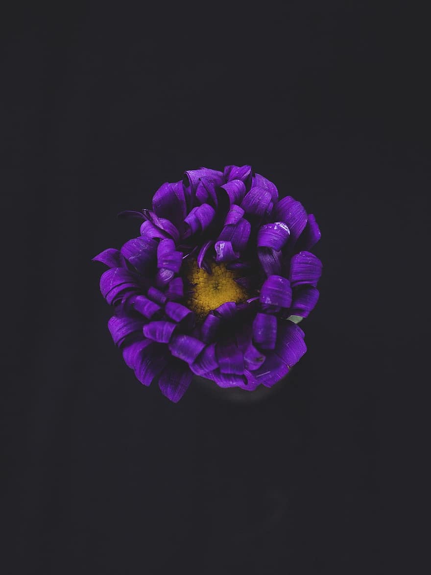 anemone, zieds, purpura zieds, ziedlapiņām, purpura ziedlapiņas, zied, flora, augu