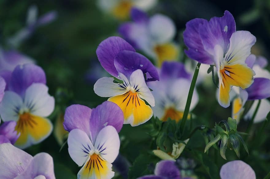 パンジー、紫色の花、フラワーズ、庭園、自然
