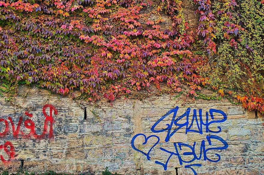 стена, граффити, плющ, Croix Rousse, лион, Франция, виноградная лоза, завод, падать