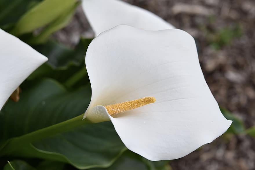 змиярник, Бял Арум, цвете, цъфтяща пролет, растение, ботаника, флора