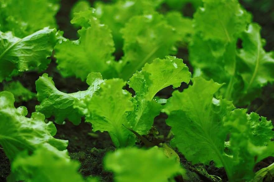 Die Anpflanzung des Salats, Pflanzen im Freien, Plantage, Grüner Salat, Salatfarm, Landwirtschaft, Gemüse, Pflanze, organisch, Bauernhof, Grün