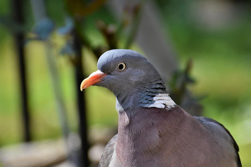 Bird, Wood Pigeon, Dove, Ornithology, Species, Fauna, Animal, Beak