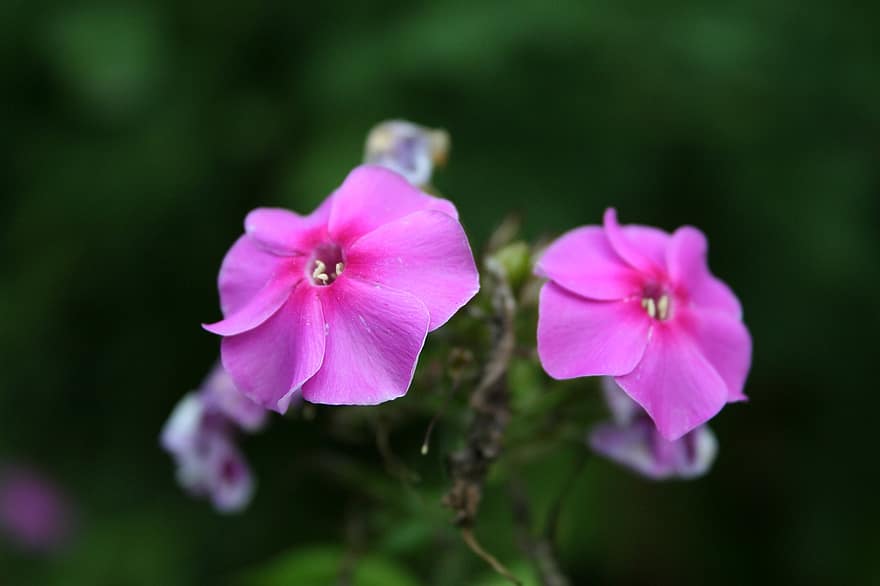 phlox, bunga-bunga, bunga-bunga merah muda, kelopak, kelopak merah muda, berkembang, mekar, flora, tanaman, alam, bunga