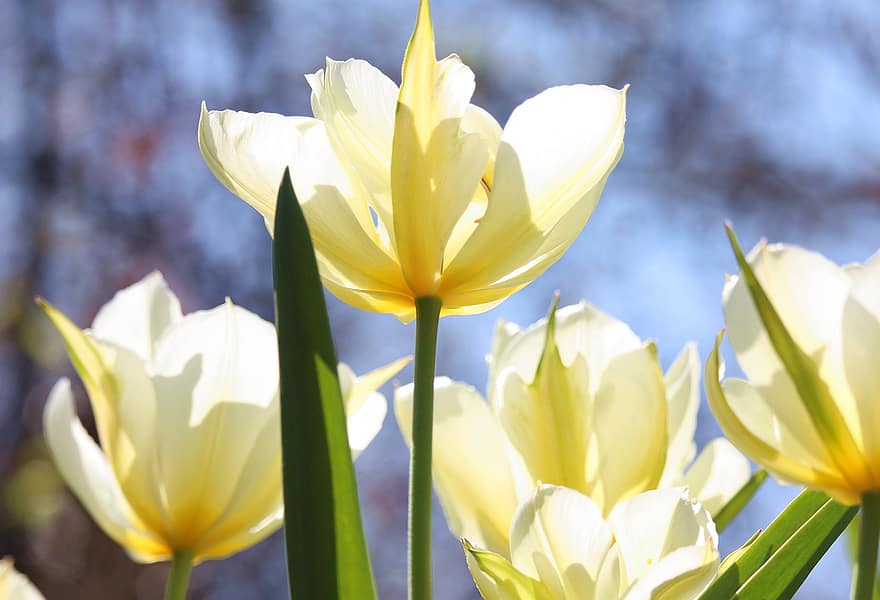 Tulips, Yellow Flowers, Yellow Tulips, Flower Bed, Spring, Garden, flower, summer, yellow, plant, close-up