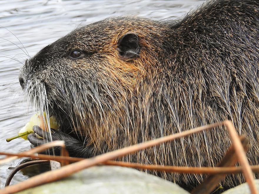 Nutria, Beaver Rat, Rodent, Nature, River, animals in the wild, close-up, cute, fur, whisker, one animal