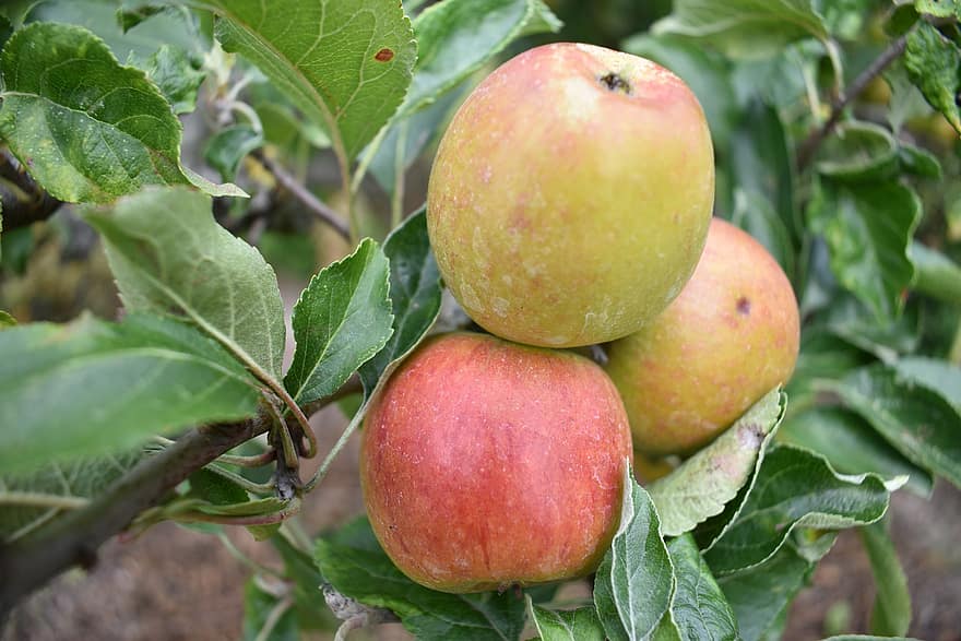 jablka, ovoce, jídlo, čerstvý, zdravý, zralý, organický, sladký, vyrobit, sklizeň, strom