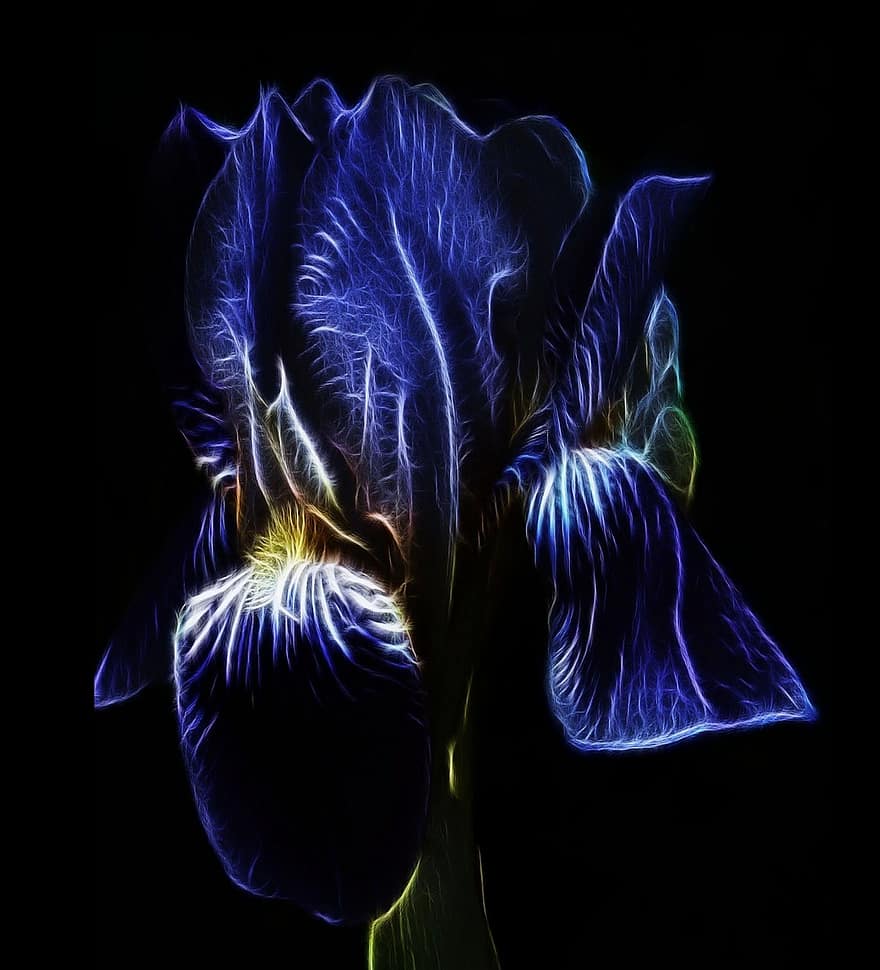 fractalius, biru, iris, iris jenggot tinggi, bunga biru, merapatkan, menanam, mekar, berkembang